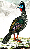 Pheasant, 19th Century illustration