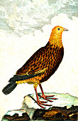 Perdrix perdrix, 19th Century illustration