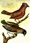 Sparrows, 19th Century illustration