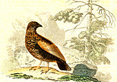 Ptarmigan, 19th Century illustration