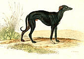 Greyhound, 19th Century illustration
