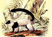 Ruffed lemur, 19th Century illustration