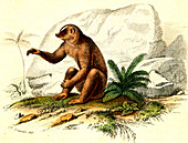 Ruffed lemur, 19th Century illustration