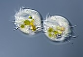 Euplotes ciliates dividing, light micrograph