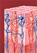 Endometrium and blood supply, illustration