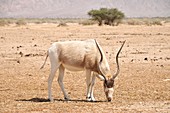 Addax