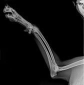 Dog's front left leg, X-ray
