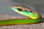 Parrot snake (Leptophis sp.)