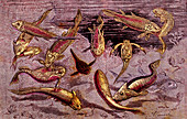 Devonian animals, 19th Century illustration