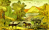 Prehistoric animals, 19th Century illustration