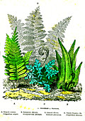 Ferns, 19th Century illustration