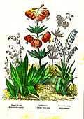 Monocot plants, 19th Century illustration