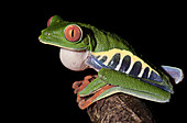 Red-eyed tree frog