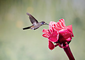 Brown violetear hummingbird