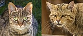 Feral cat and wildcat compared