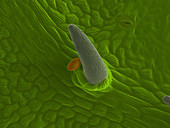 Boston ivy pollen grain and trichome, SEM