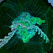 CRISPR-Cas9 gene editing complex, illustration