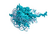 Nucleosome, illustration