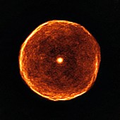 U Antliae star, ALMA image