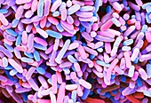 E.coli bacteria, SEM