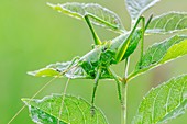 Great green bush cricket nymph