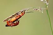 Red soldier beetles mating
