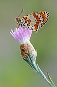 Spotted fritillary butterfly