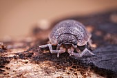 Common woodlouse