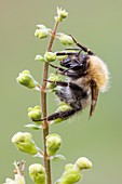 Common carder bee