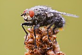 Common flesh fly