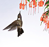 Brown violetear hummingbird feeding on nectar