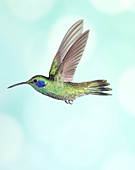 Green violetear hummingbird