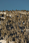 Vail Pass in winter, Colorado, USA