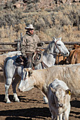 Cattle ranch, Colorado, USA