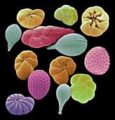 Foraminifera, SEM