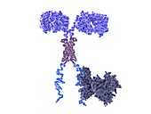 Chimeric antigen receptor, illustration
