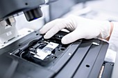 Scientist adjusting microscope slide