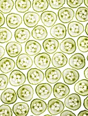 Cucumber slices