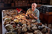 Ronald J. Clark with Australopithecus fossil skull cast