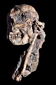 Little Foot Australopithecus fossil skull