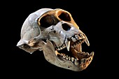 Skull cast of a baboon