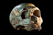 Neanderthal fossil skull cast