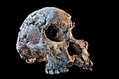Australopithecus africanus fossil skull