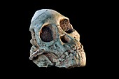 Australopithecus africanus fossil skull cast