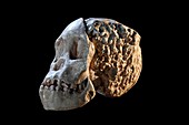 Taung Child (Australopithecus africanus) fossil skull