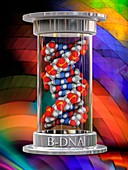 B-DNA, illustration