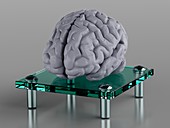 Human brain on glass support, illustration