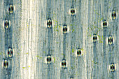 Squill (Scilla sp.) stomata, light micrograph