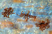 Tadpole tail, light micrograph