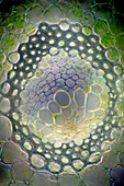 Solomon's seal stem, light micrograph